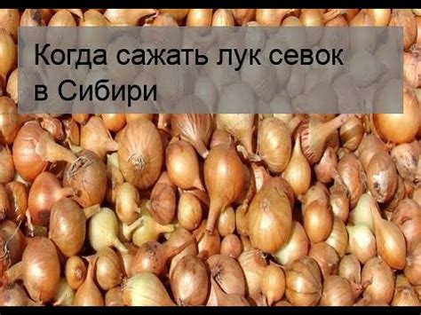 Когда сажать лук севок в Сибири - YouTube