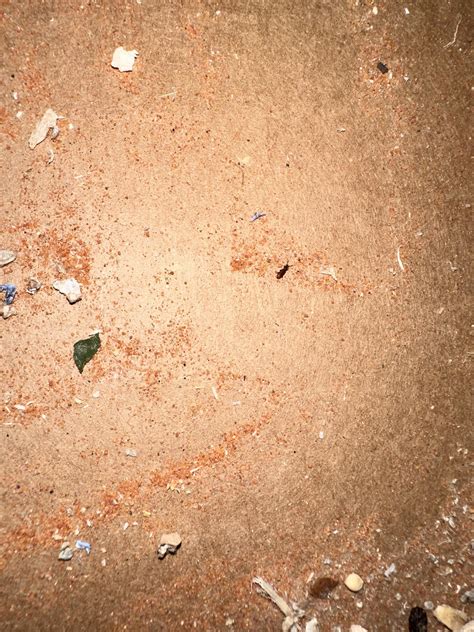 Weevils or something else? | Scrolller