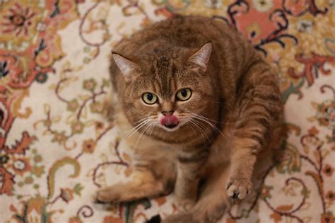 Cat Language Carpet - Free photo on Pixabay - Pixabay