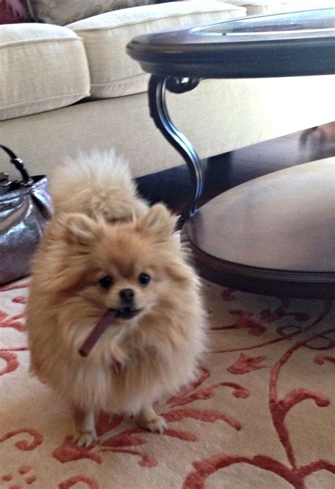 Adorable Pomeranian LolaBella Enjoying a Treat
