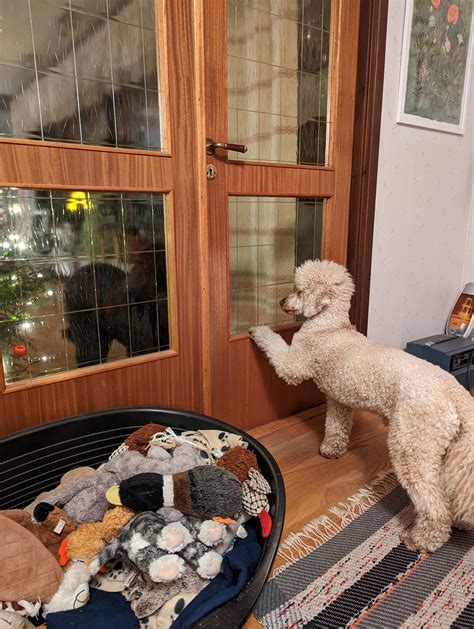 Let me in! : r/poodles