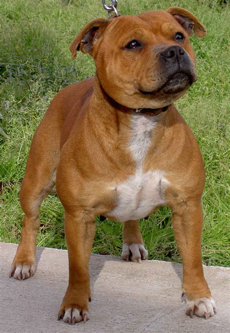 Staffordshire bull terrier - Terriers de tipo bull - Perros de Gran Bretaña