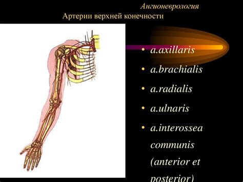 Ангионеврология - презентация онлайн