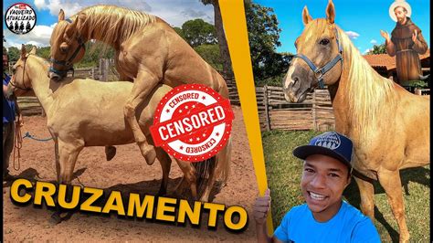 Pessoa Cruzamento De Cavalo