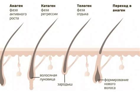 Три стадии роста ресниц — ЛЭШМЕЙКЕР.РФ