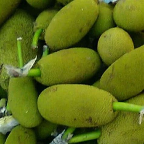 baby jackfruit moisture nil   price  dindigul kodai
