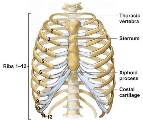 Rib bones, Rib cage, Back of shoulder tattoo