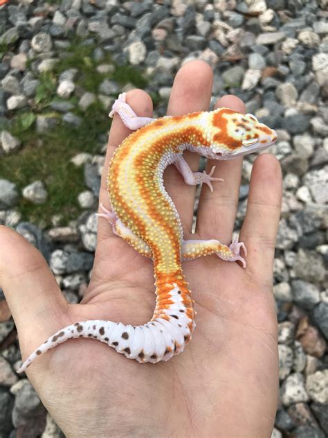 Xtreme Exotics % Xtreme Exotics