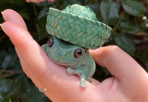 Cute Pictures Of Frogs With Hats - img-doozy