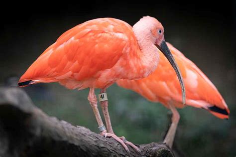 Scarlet Ibis • Brandywine Zoo