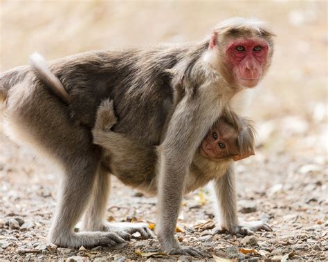 Fun With Rhesus Macaques