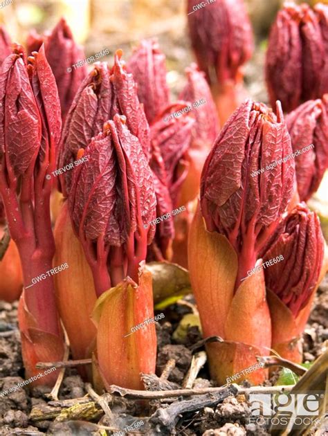 PAEONIA LACTIFLORA, Stock Photo, Picture And Rights Managed Image. Pic ...