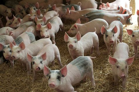 common breeds  pigs animals mom  vrogueco