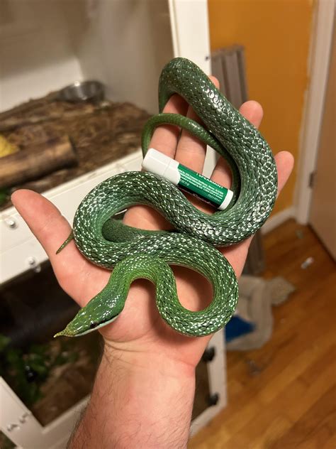 rat snakes as pets 6