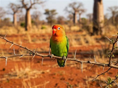 nyasa lovebird breeds prices breeders care creatures