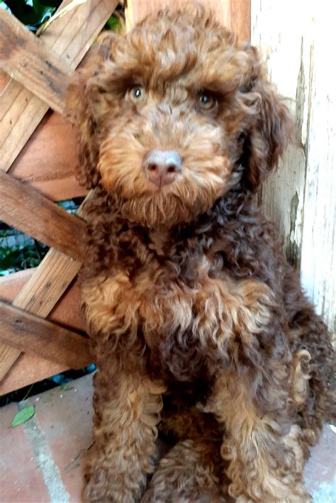 Double Doodle Darlings | Charlie (aka Elvis) loving life in his forever