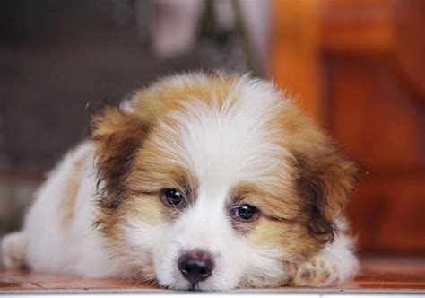 Puppy Deworming Schedule: When & How Often (Vet's Advice)