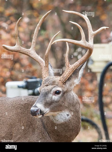 Whitetail Buck with Large Antlers Stock Photo - Alamy