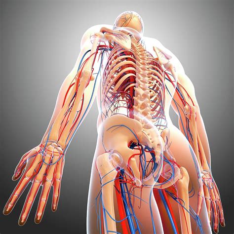 Human Anatomy Photograph by Pixologicstudio/science Photo Library ...