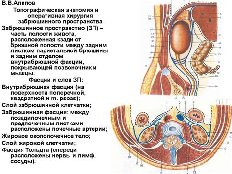 Топографическая анатомия и оперативная хирургия забрюшинного ...
