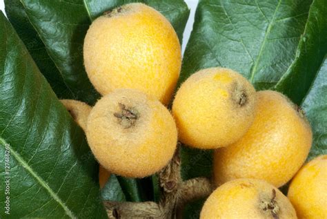Nispero Fruit