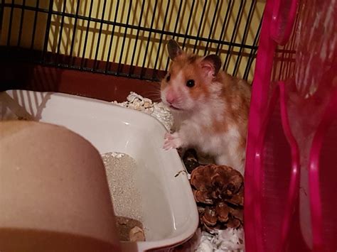 Hamster Ham Friend - Free photo on Pixabay - Pixabay