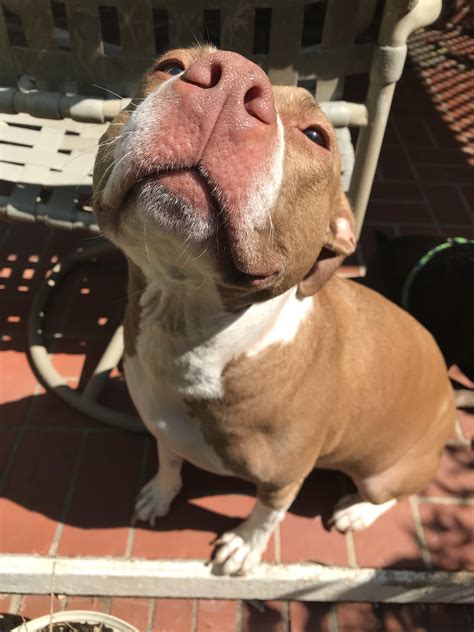 SNOOT : r/pitbulls