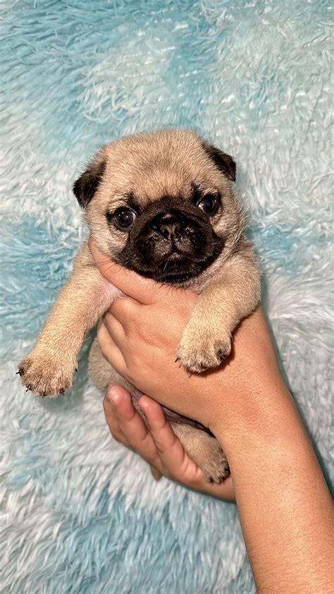 Premium Pug - Pet Finder Philippines - Buy and Sell Pets Online