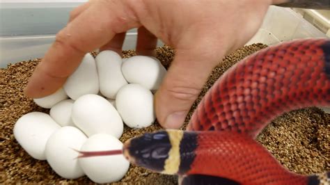 SNAKE EGGS!! SETTING UP AND INCUBATING!! | BRIAN BARCZYK - YouTube