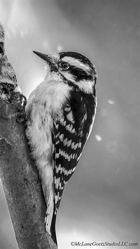 Woodpecker Black and White Photograph by LeeAnn McLaneGoetz