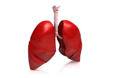 human lungs ten random facts