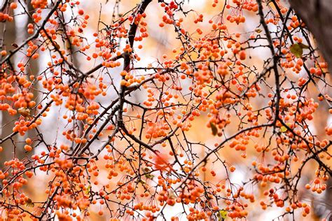 orange berries on tree 4