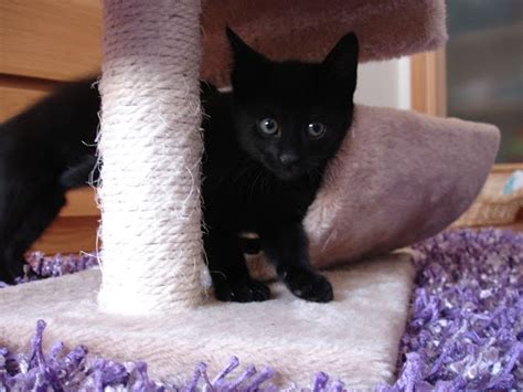 Bazar dos Ronrons: [ADOPTADOS]- GATINHOS BEBÉS PARA ADOPÇÃO RESPONSÁVEL