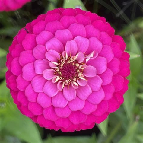 Three Must-Grow Zinnia Varieties — Lynsey Taulbee