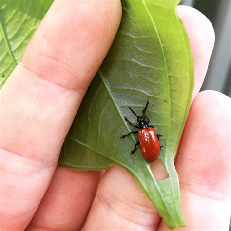 Air Potato Leaf Beetles Available to Florida Residents - UF/IFAS