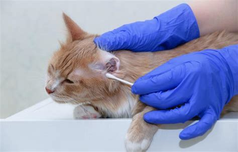 Себореен дерматит при котки - Котки - DogsAndCats.bg