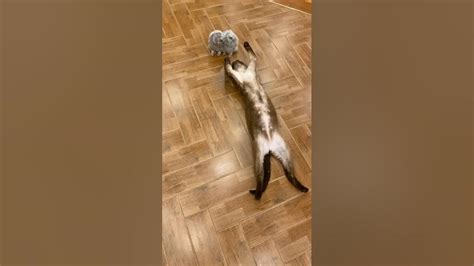 Кот заметил на полу скопление пыли 😂 #owl #музейсовушек #филосовия # ...