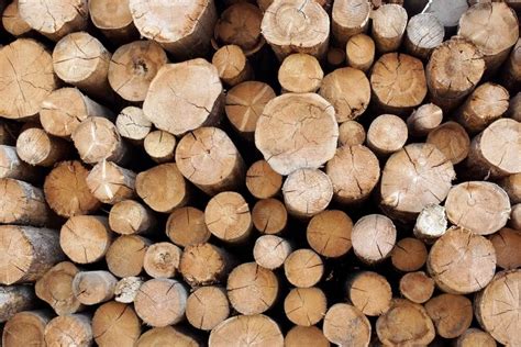 What is Wood | What is Timber | Difference between Wood and Timber ...