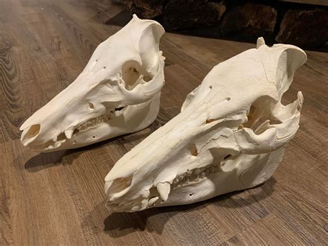 Chase Outdoors LLC - Home