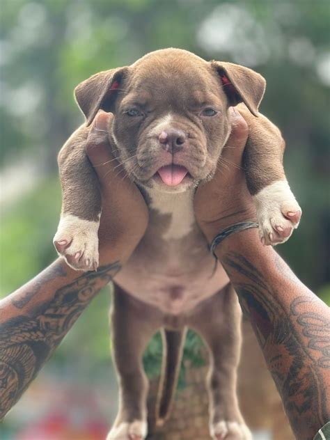 Pitbull Dog Puppy Brown