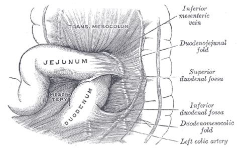 Left colic artery - wikidoc