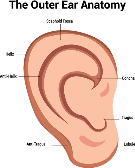 outer ear anatomy illustration  vector art  vecteezy