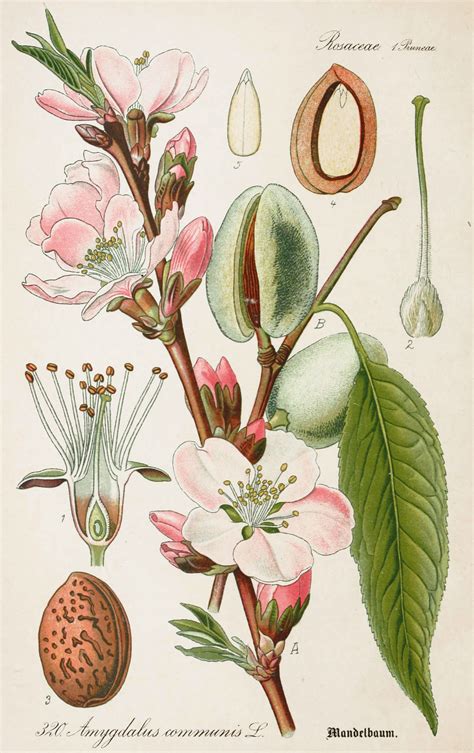 Almond antique botanical illustration from flora of germany circa 1903