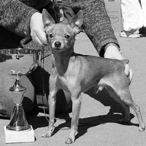 Russian Toy Dog Breed Information - American Kennel Club