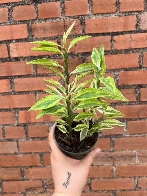 Devil's Backbone – Habitat Plants + Coffee