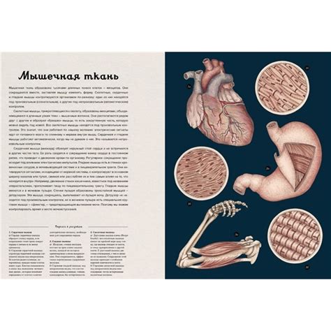 Анатомикум. Пакстон Д. — купить книгу в Минске — Biblio.by