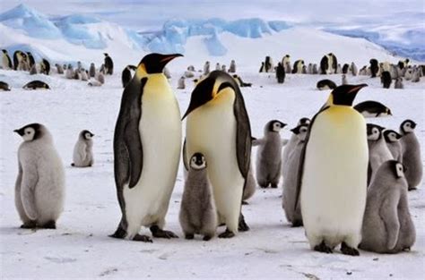 Ciencias Naturales: Sexual reproduction in the Animal Kingdom.