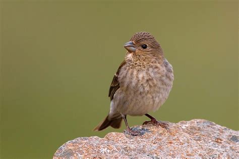 Roodmus - Vogelskijken