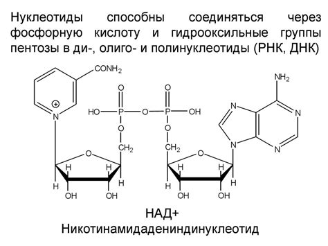Обмен нуклеотидов. (Лекция 13) - презентация онлайн