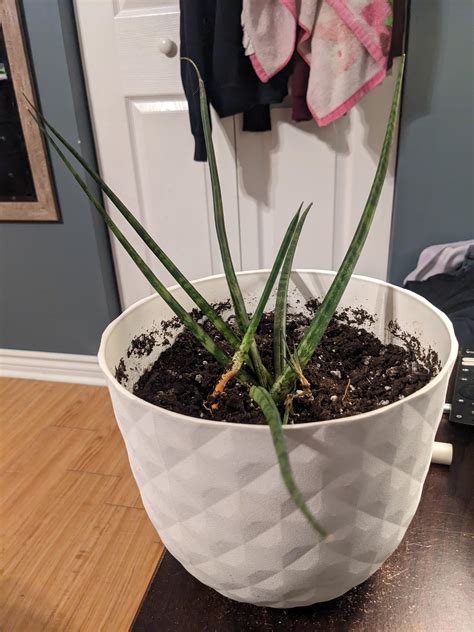 Help save my sansevieria with shallow roots : r/houseplants